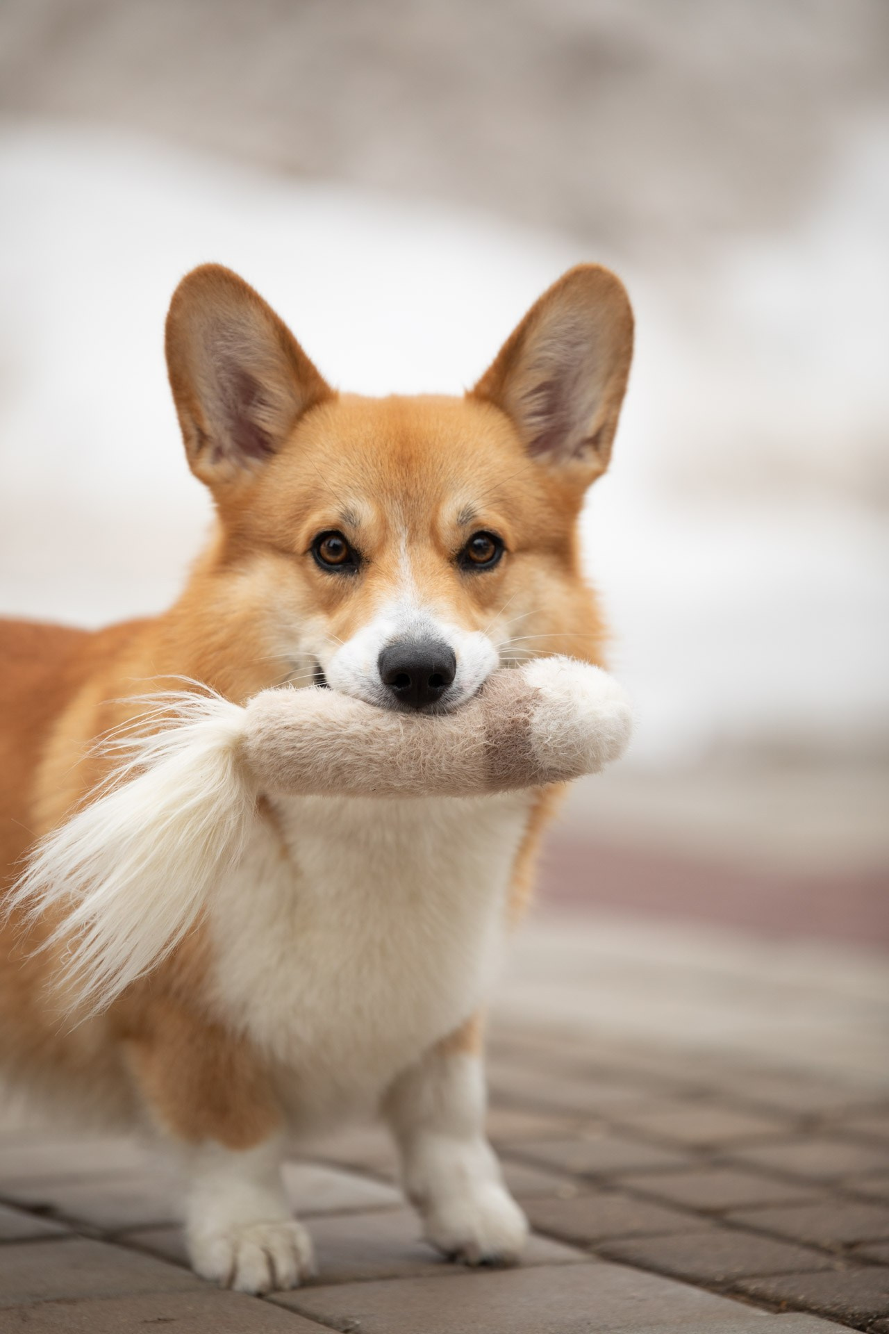ПРОГУЛОЧНАЯ ИСТОРИЯ. Фотограф — анималист в Туле Юлия Лето