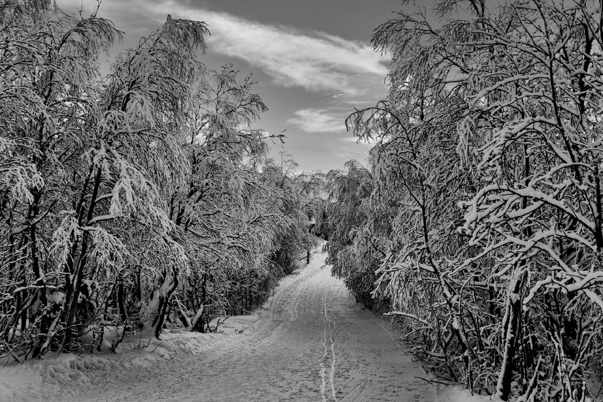 Страница со стихами. Поэт Александр Зайцев