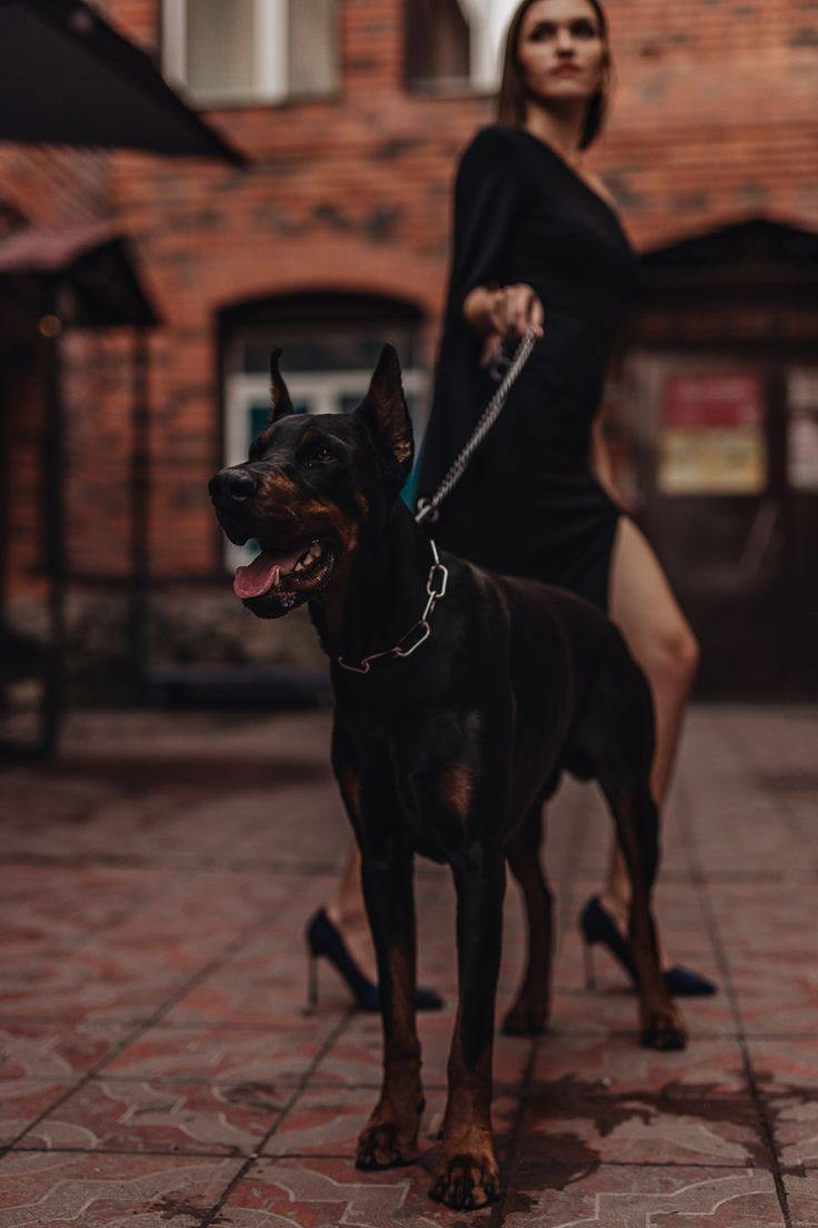 ФОТОПРОЕКТ Доберман-сессия. Свадебный и семейный фотограф в Рязани Датская Ксения