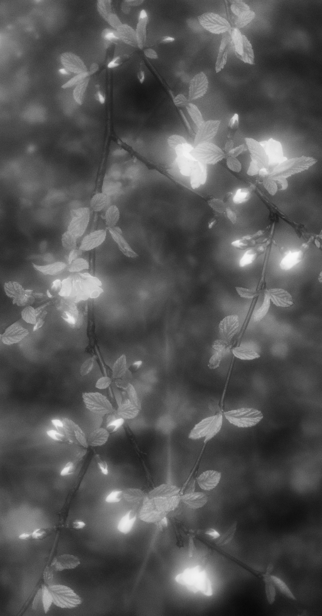 Portfolio. Estetyka