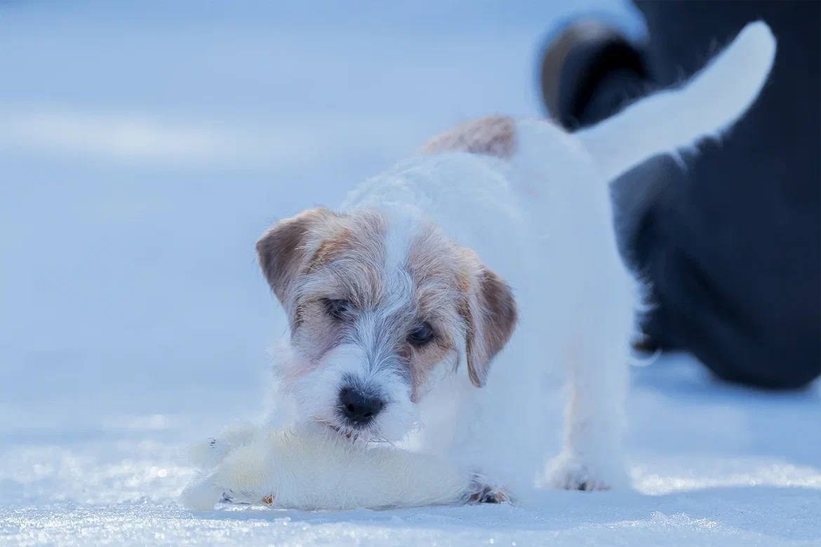 Сука 4. Lovely-Orange питомник джек рассел терьеров