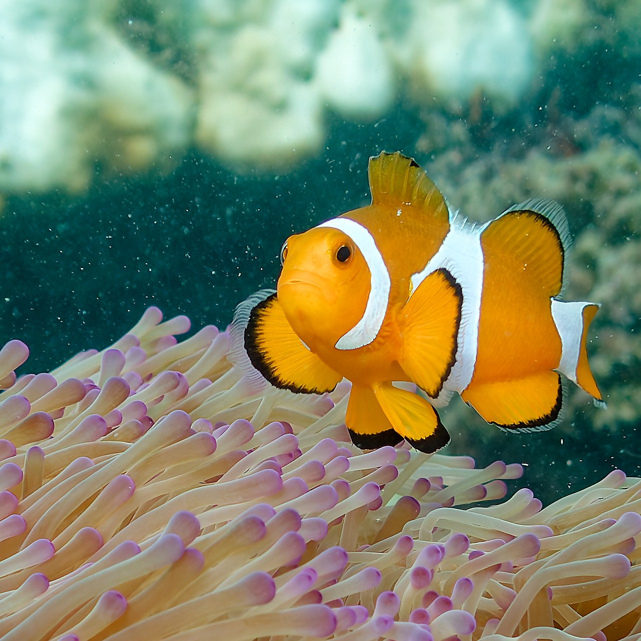 Мне посмотреть. Рыбов показываю