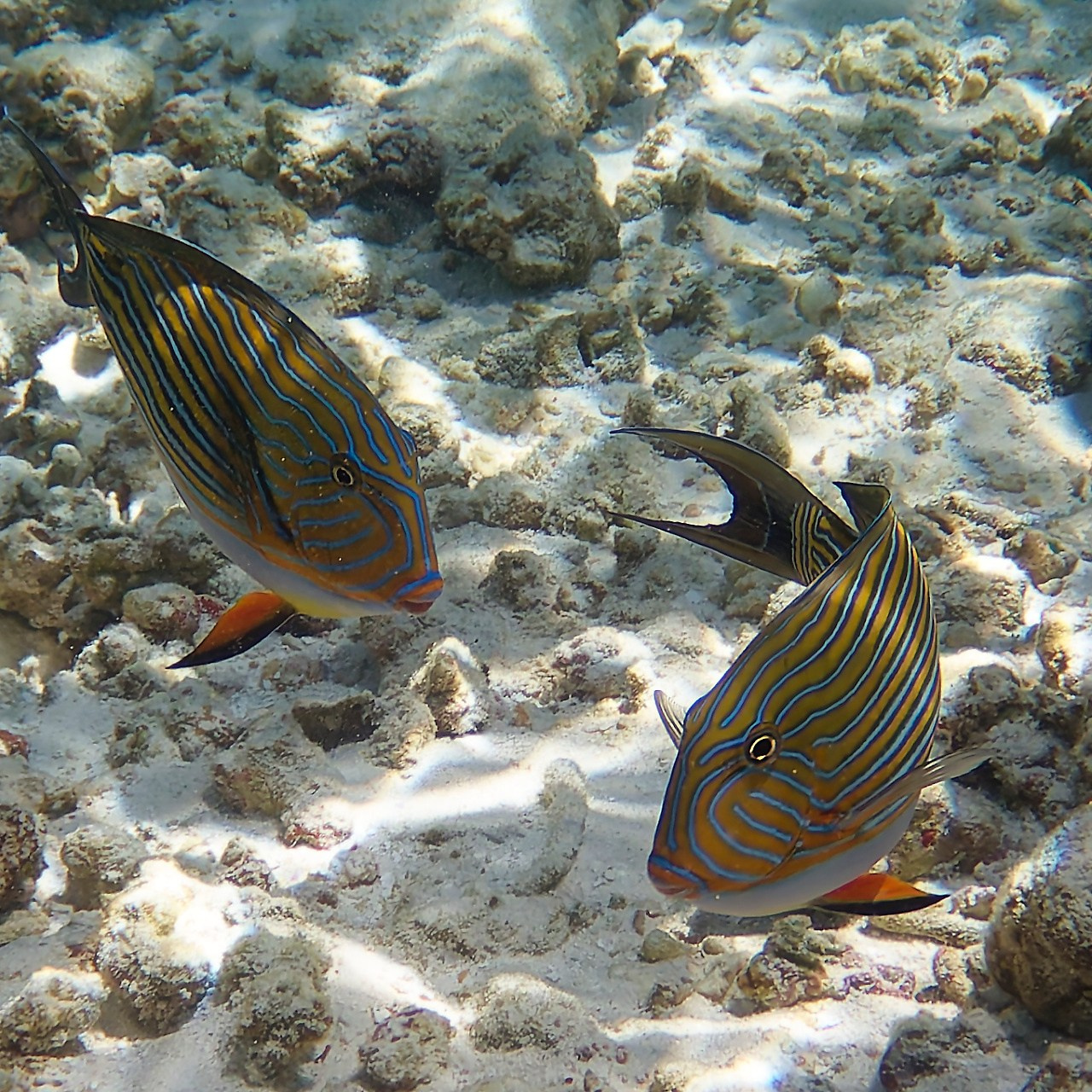 Мне посмотреть. Рыбов показываю