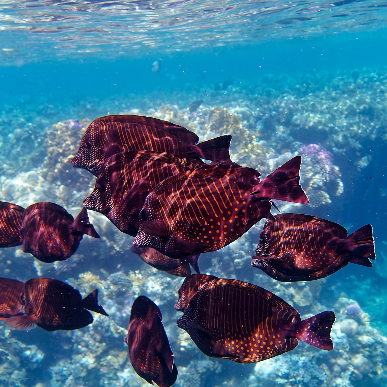 Мне посмотреть. Рыбов показываю
