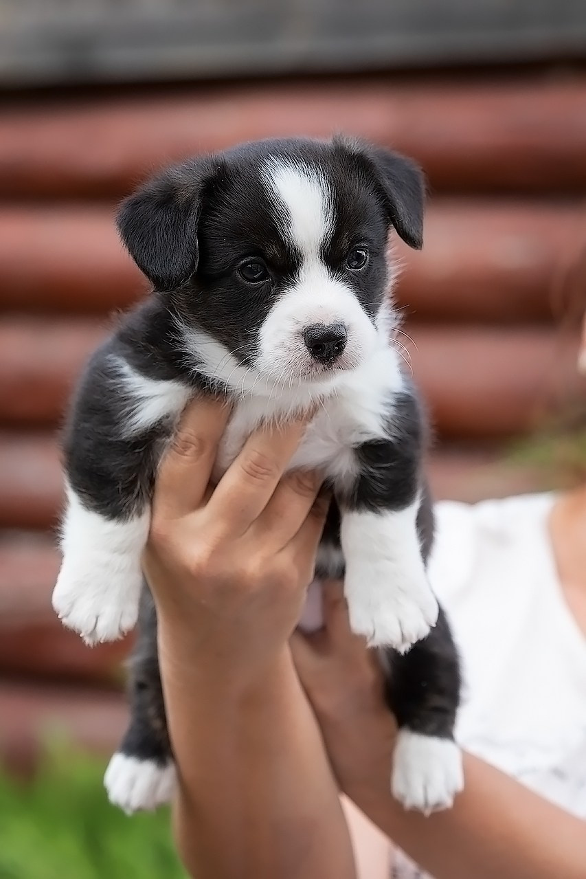 СЪЁМКА ЩЕНКОВ. Фотограф — анималист в Туле Юлия Лето