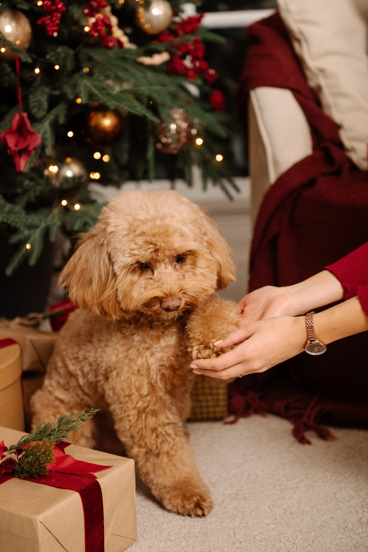 Индивидуальная. Анастасия с собачкой. Свадебный и сеейный фотограф в Санкт-Петербурге Елена Худякова