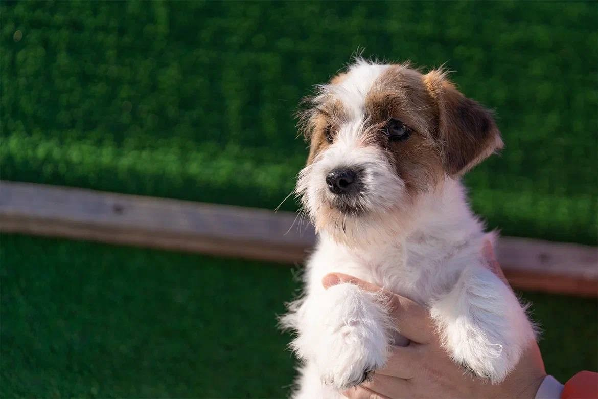 Сука 3. Lovely-Orange питомник джек рассел терьеров