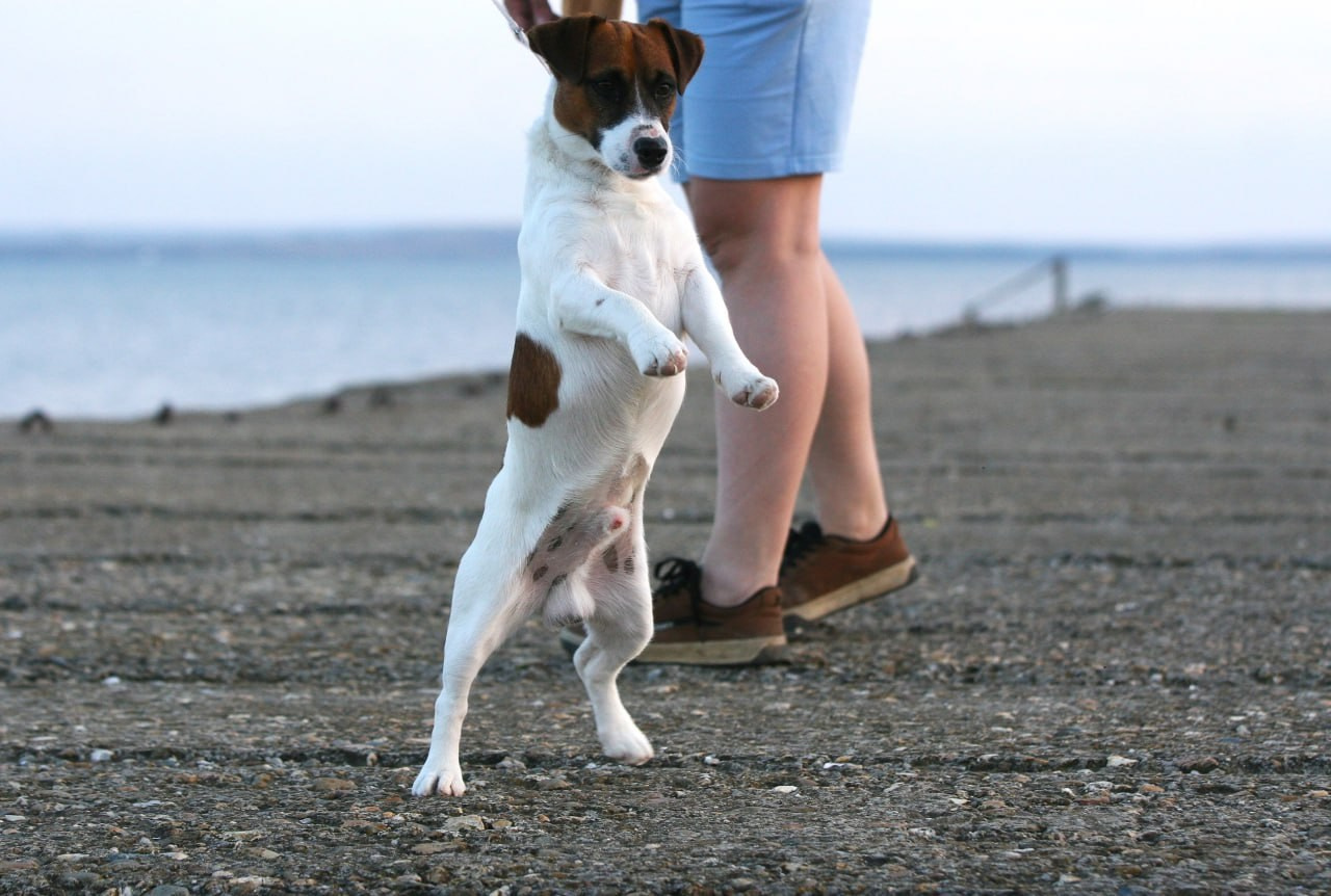 ADM'S DOGS GATSBY FOR LOVELY ORANGE. Lovely-Orange питомник джек рассел терьеров