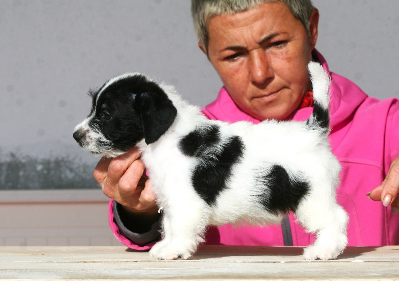 Кобель. Lovely-Orange питомник джек рассел терьеров