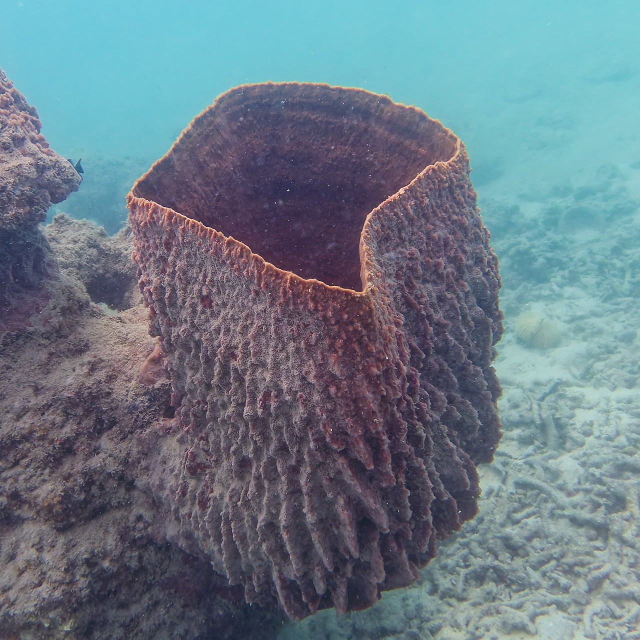 Мне посмотреть. Рыбов показываю