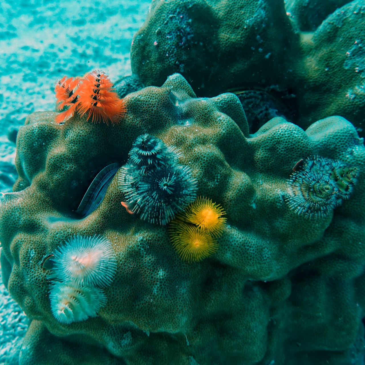 Мне посмотреть. Рыбов показываю