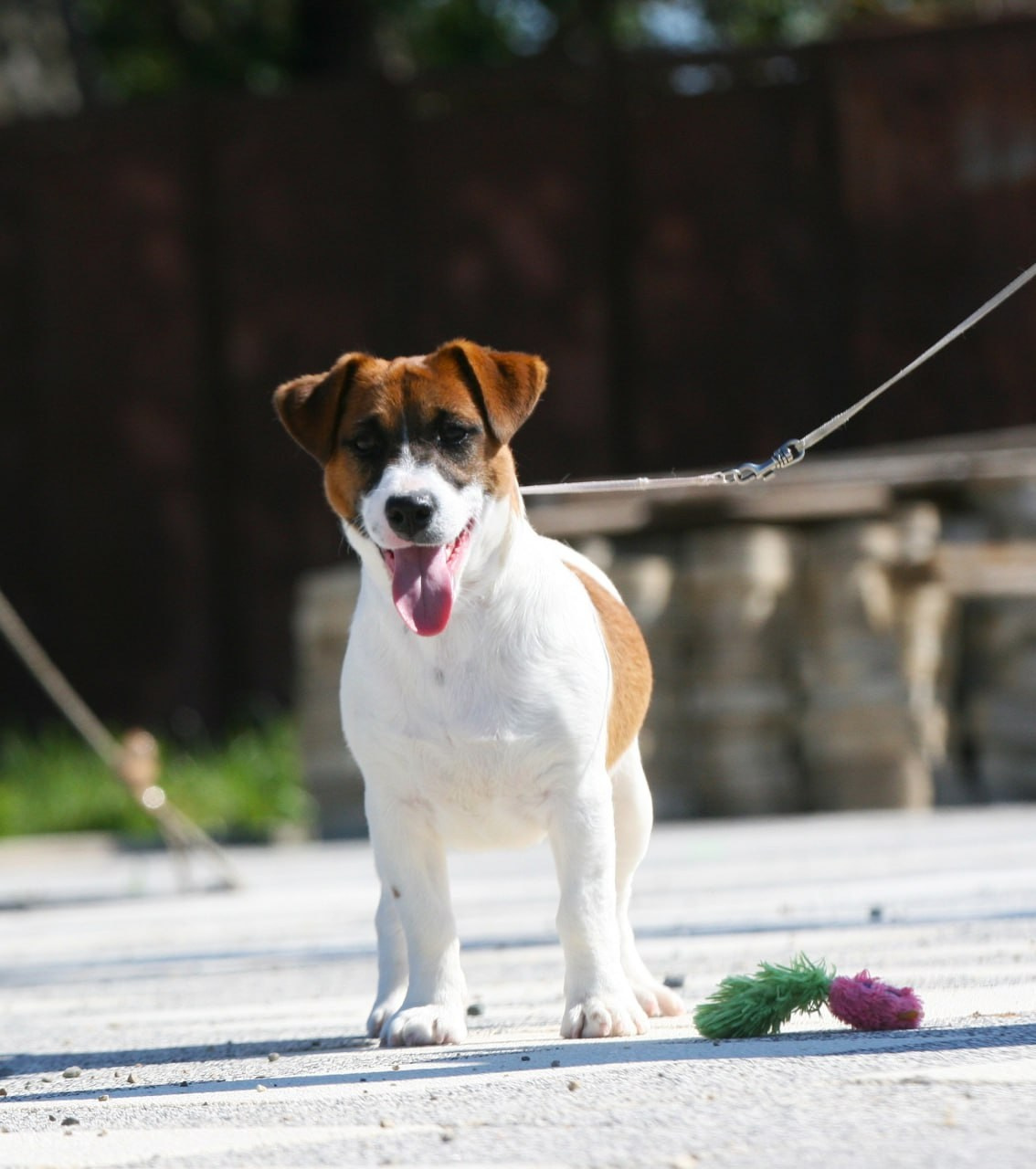 ADM'S DOGS GATSBY FOR LOVELY ORANGE. Lovely-Orange питомник джек рассел терьеров