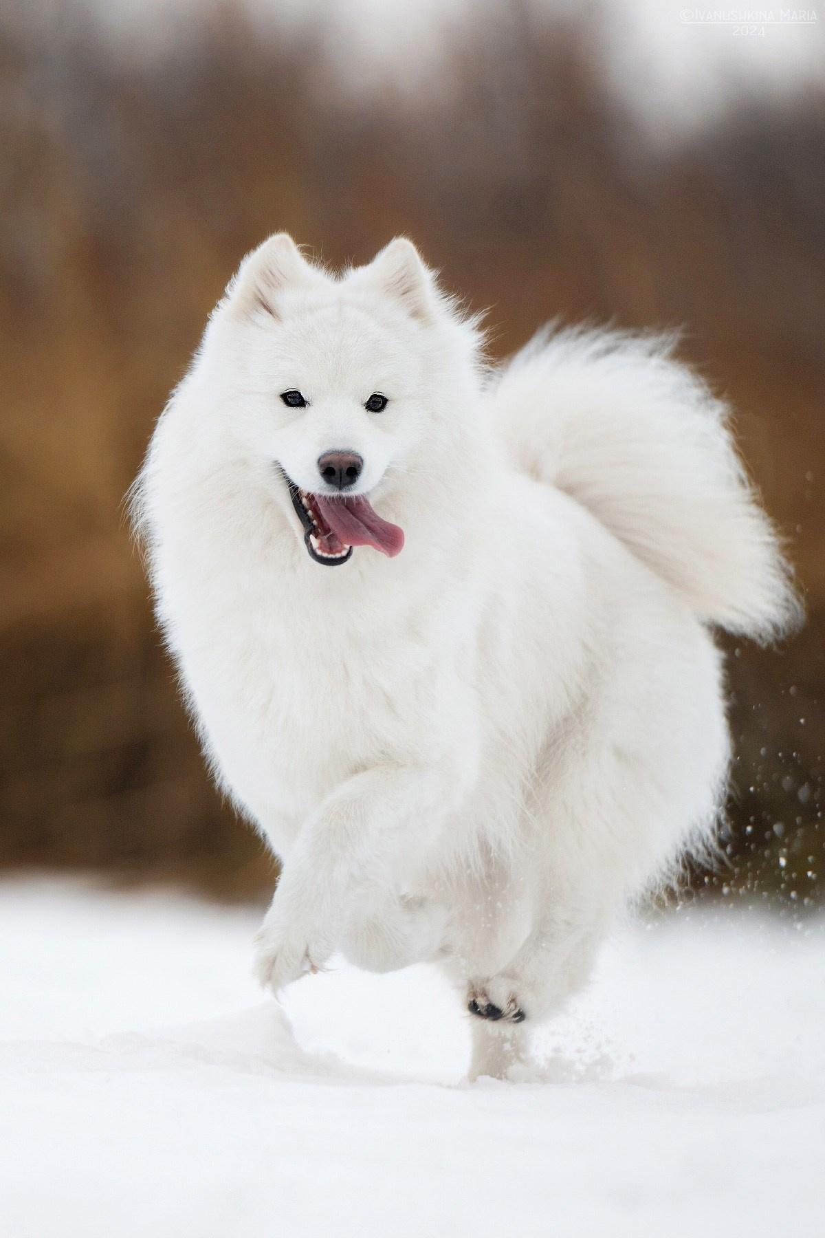 Фотограф-анималист. Фотограф собак в Москве и Московской области Иванушкина Мария