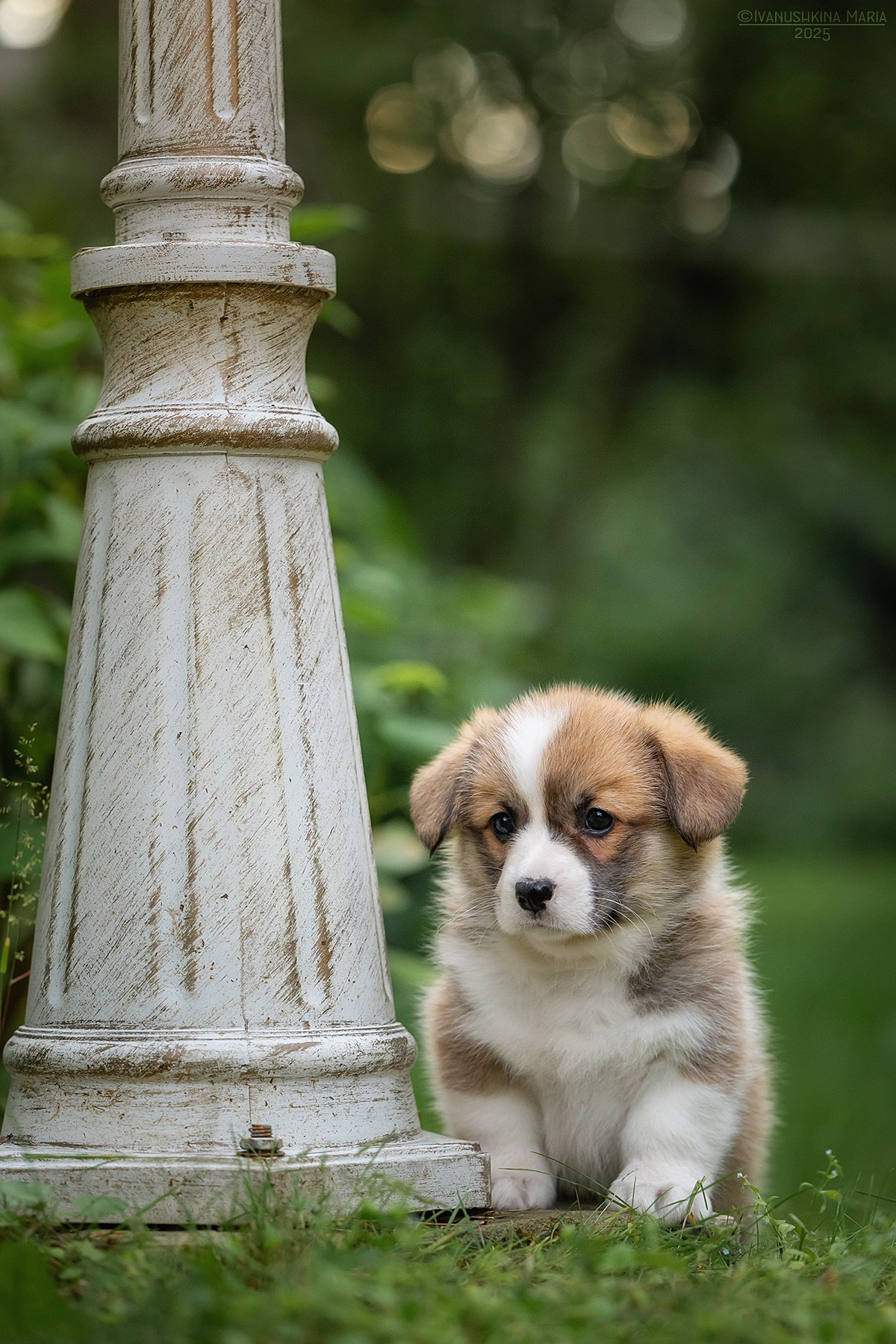 Фотосессия щенков на продажу. Фотограф собак в Москве и Московской области Иванушкина Мария