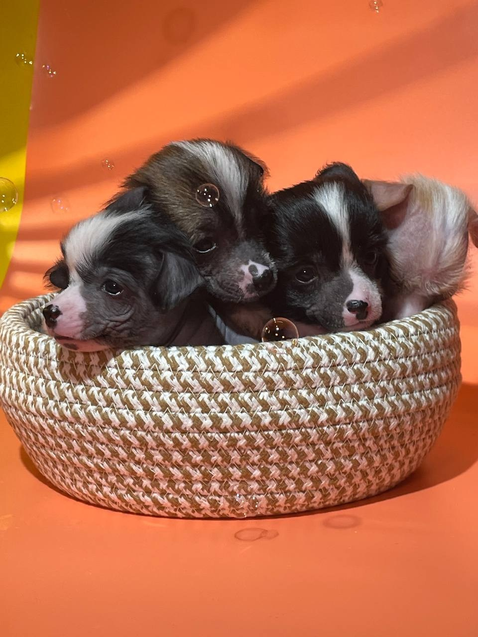 Девочкам помёта «D» месяц. Питомник китайских хохлатых собак Poale Ell: купить щенка