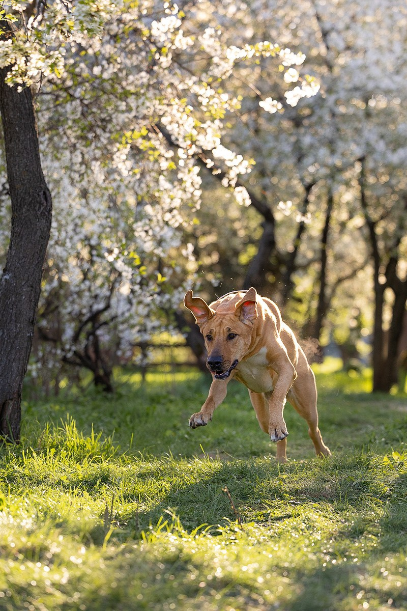 Ньюфаундленды и брохольмер в цветущем саду. Фотограф-анималист Natalia Deingel | Фотосъемка собак в Москве