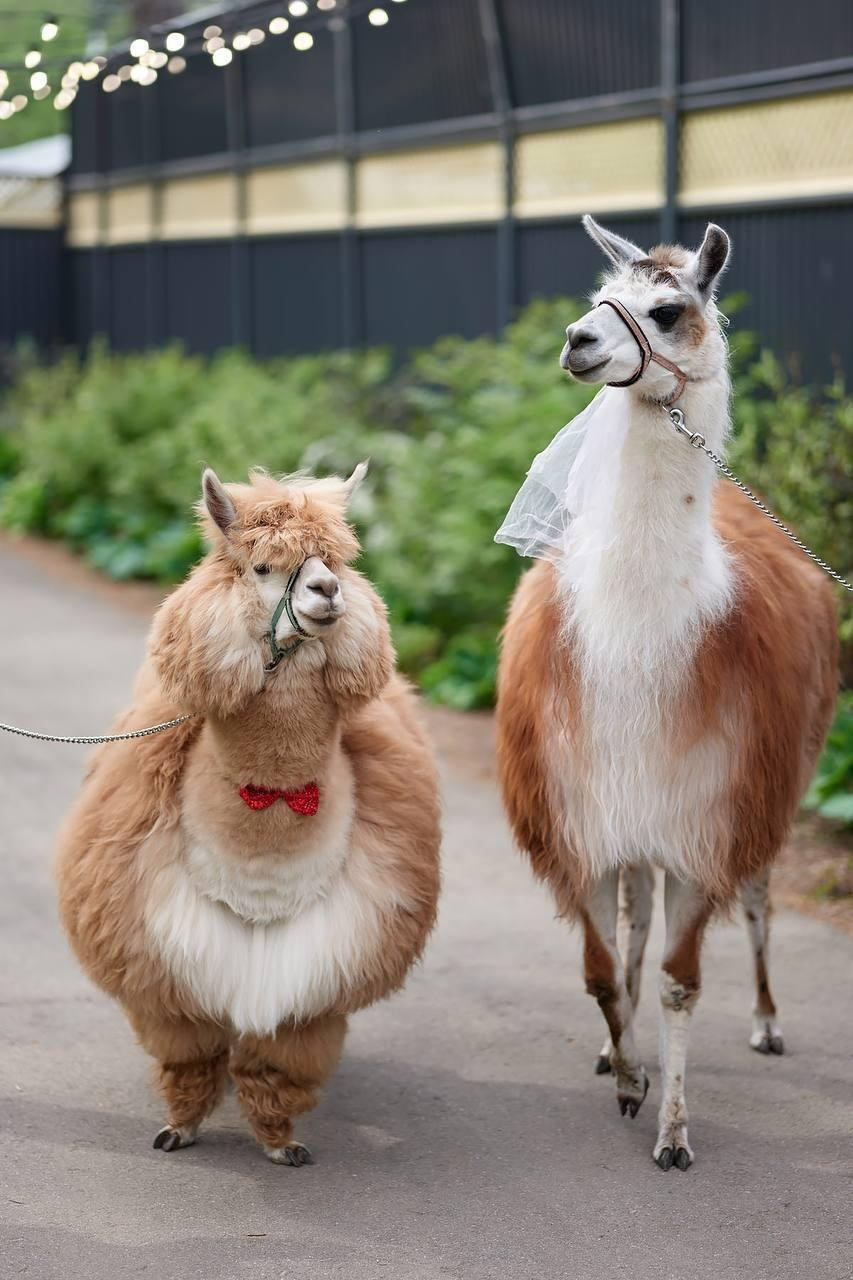 Шоу с Ламой. Подрядчики и друзья сети свадебных площадок House for wedding