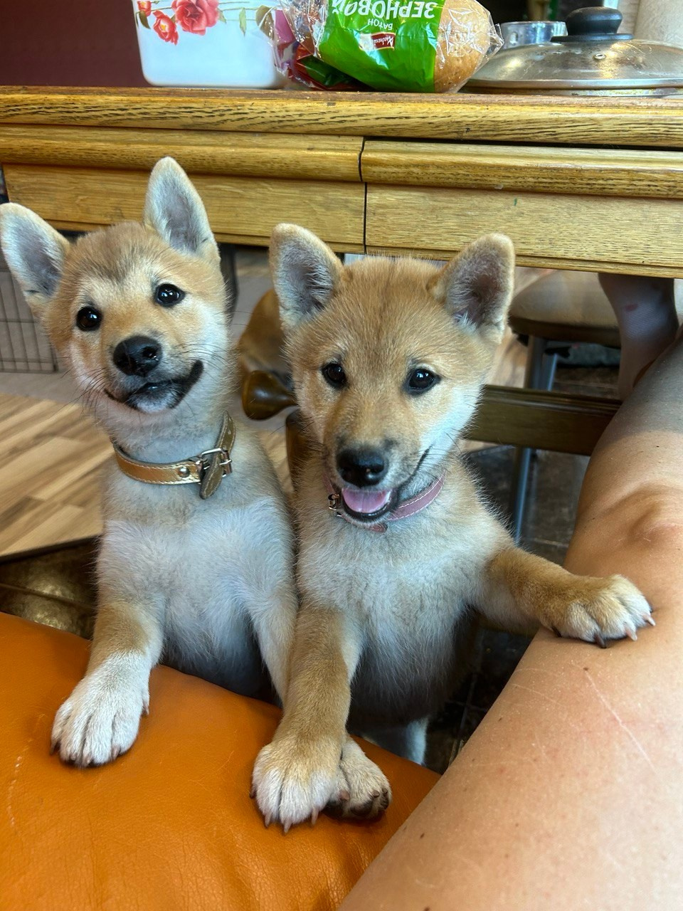 сиба питомник Рубилайт щенки на продажу rubylight  сиба щенки купить СПб Санкт-Петербург