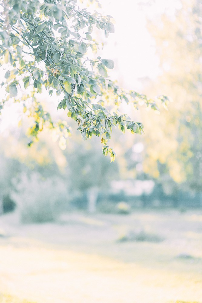 Предсвадебная стилизованная съемка с единорогом