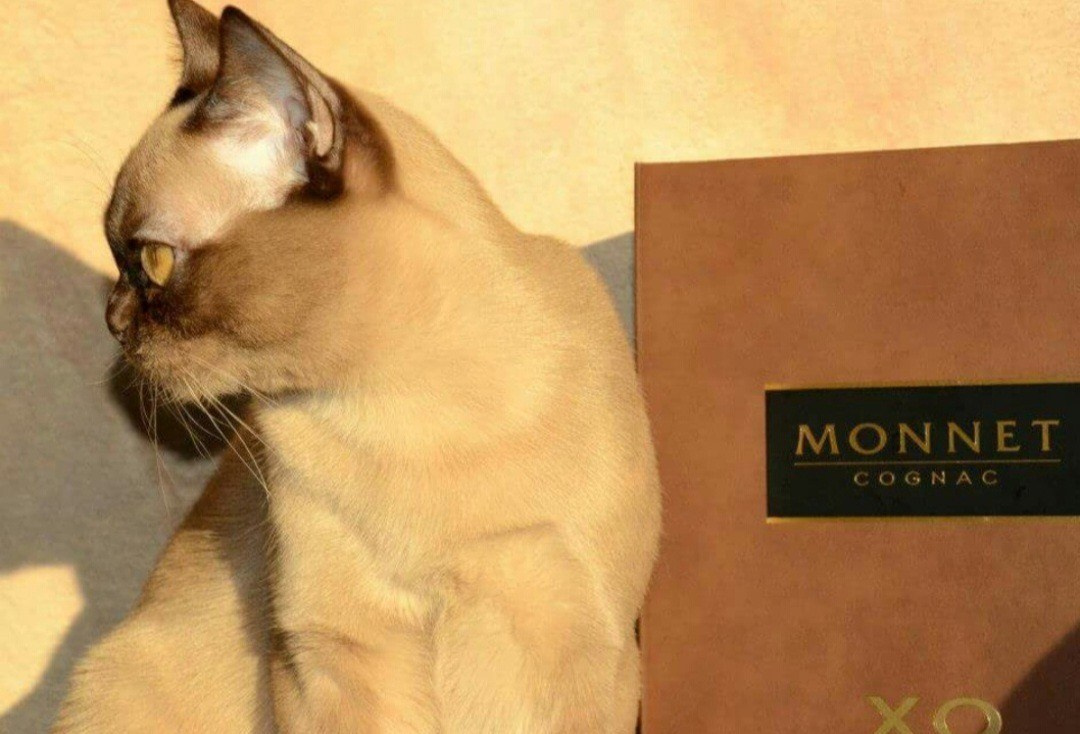 Котёнок американской бурмы. Las Burmas — питомник американской бурмы традиционных линий