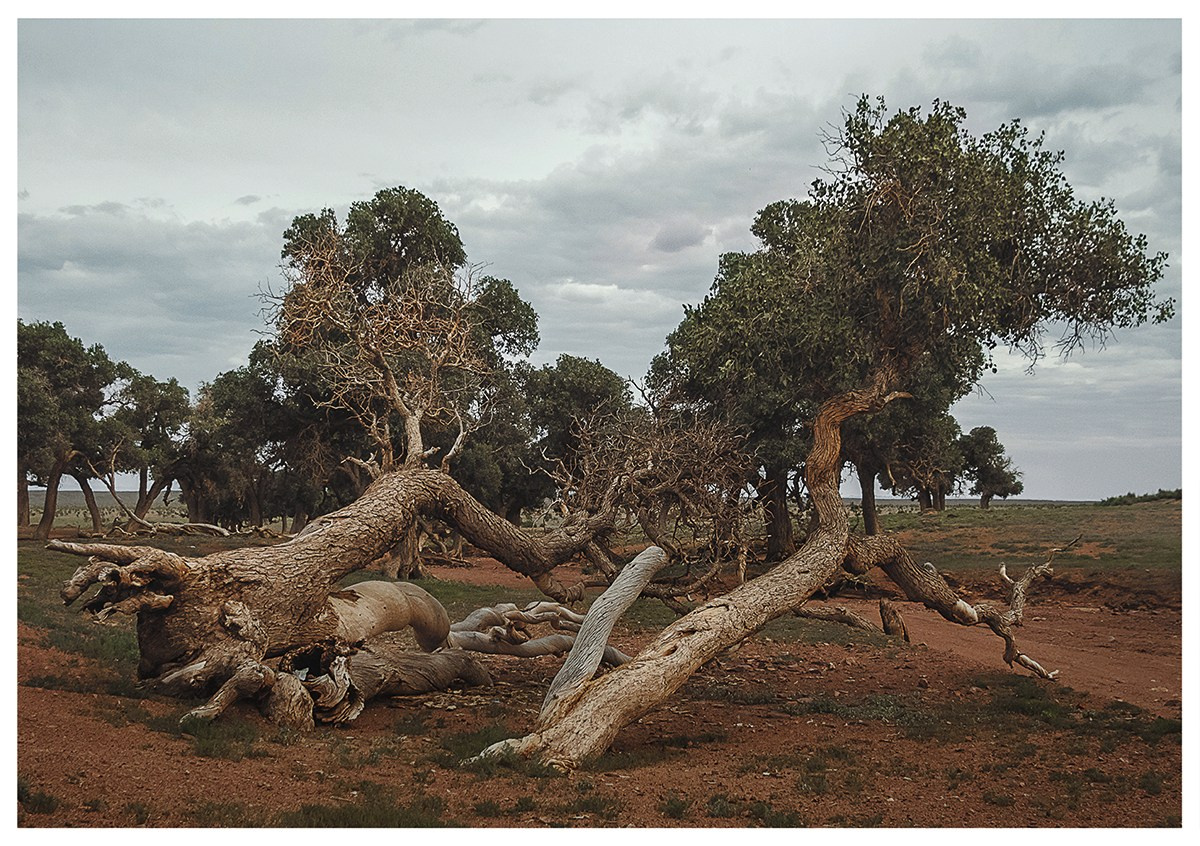 Природа и пейзажи / Nature and landscapes. Visual artist Olga Burmistrova