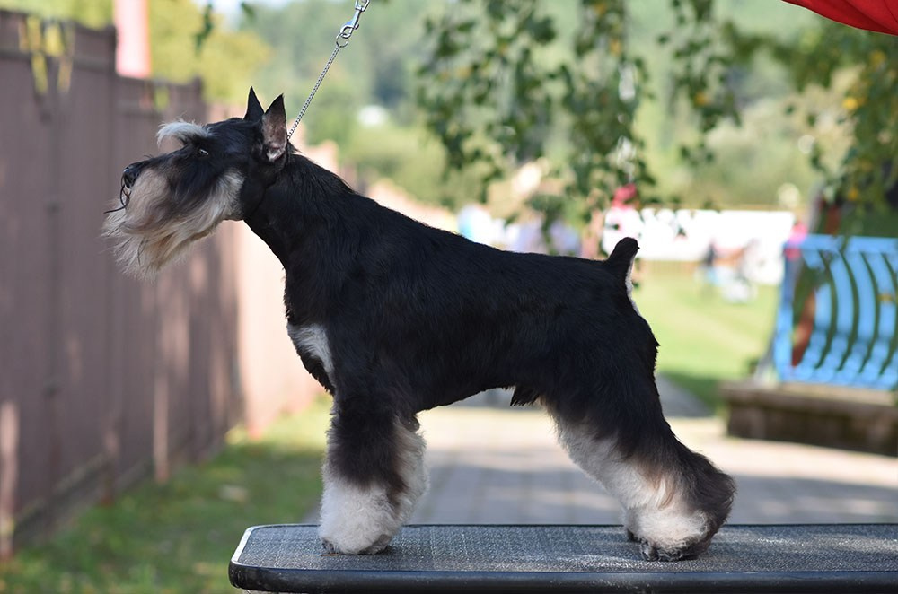Оскар/Delinso Balance Zaffiro. Питомник цвергшнауцеров в Беларуси «Делинсо Бэлэнс»