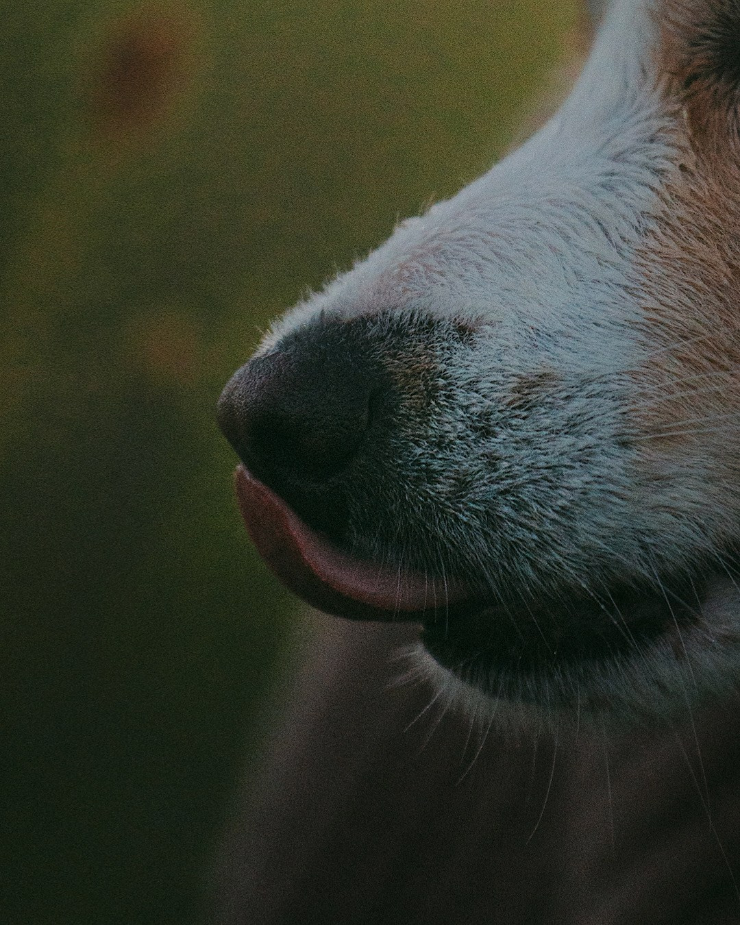 Рина и Марси. Фотограф анималист в Москве и Санкт-Петербурге Свиридова Анна
