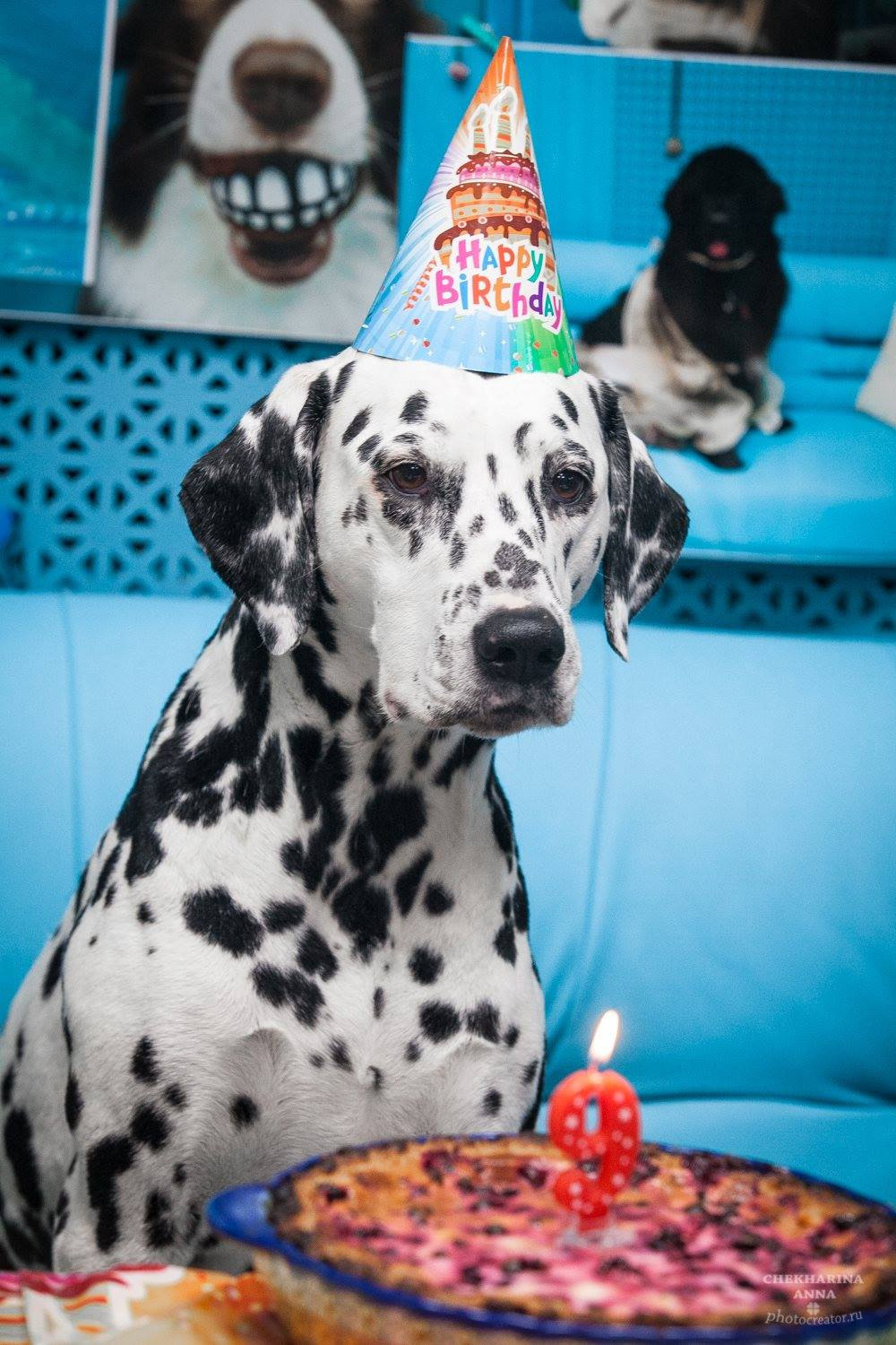 Анималистика. Профессиональный фотограф Чехарина Анна / pro photographer Chekharina