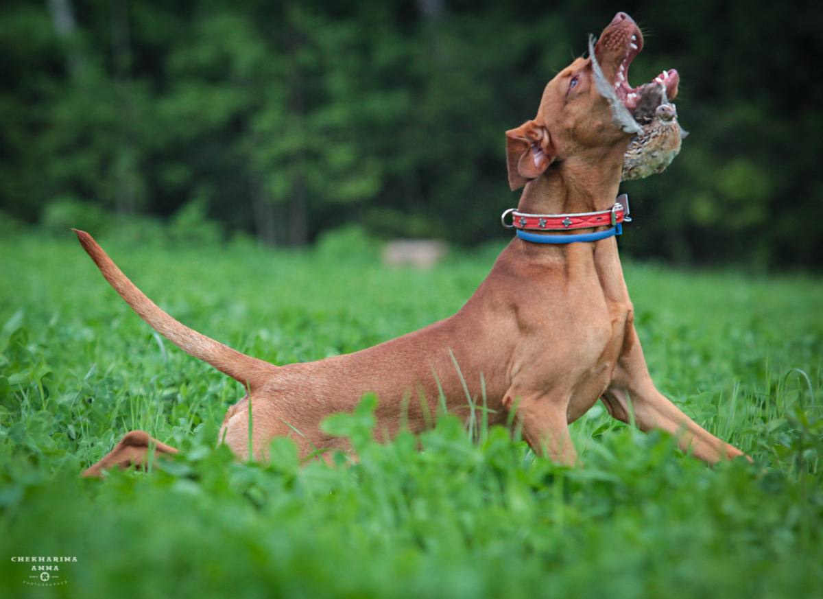 Анималистика. Профессиональный фотограф Чехарина Анна / pro photographer Chekharina