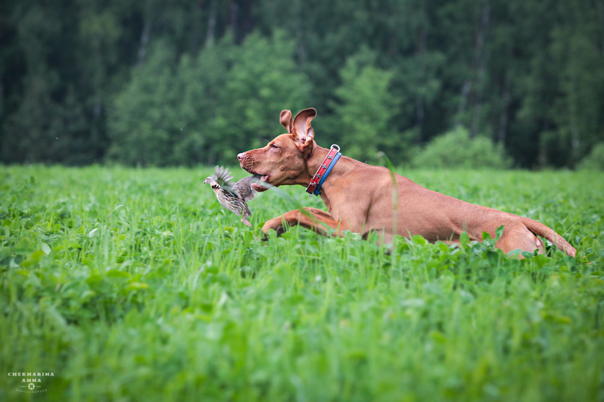 Анималистика. Профессиональный фотограф Чехарина Анна / pro photographer Chekharina