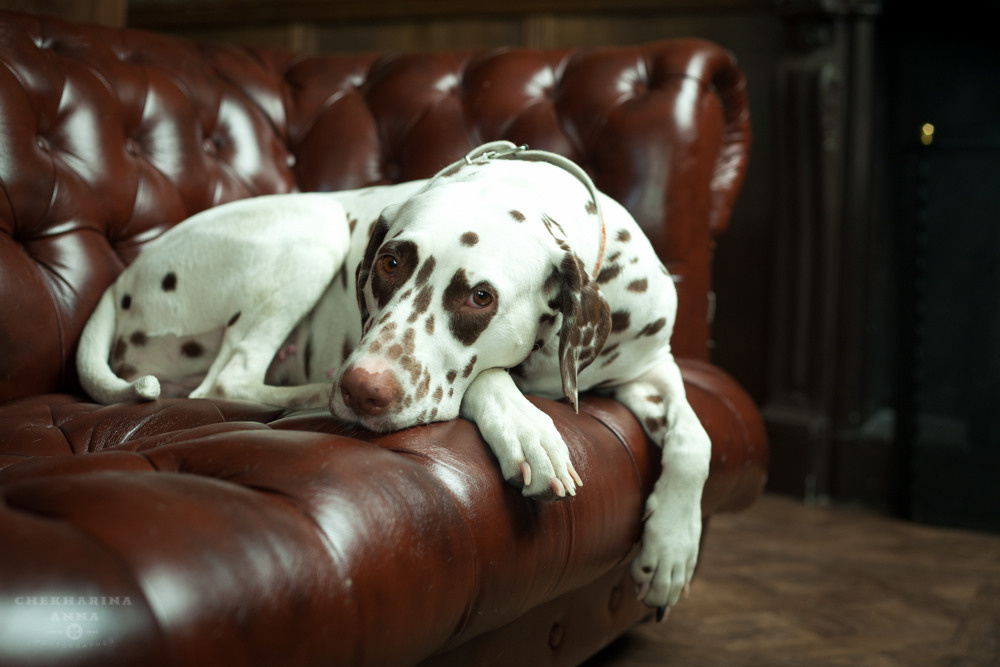 Анималистика. Профессиональный фотограф Чехарина Анна / pro photographer Chekharina