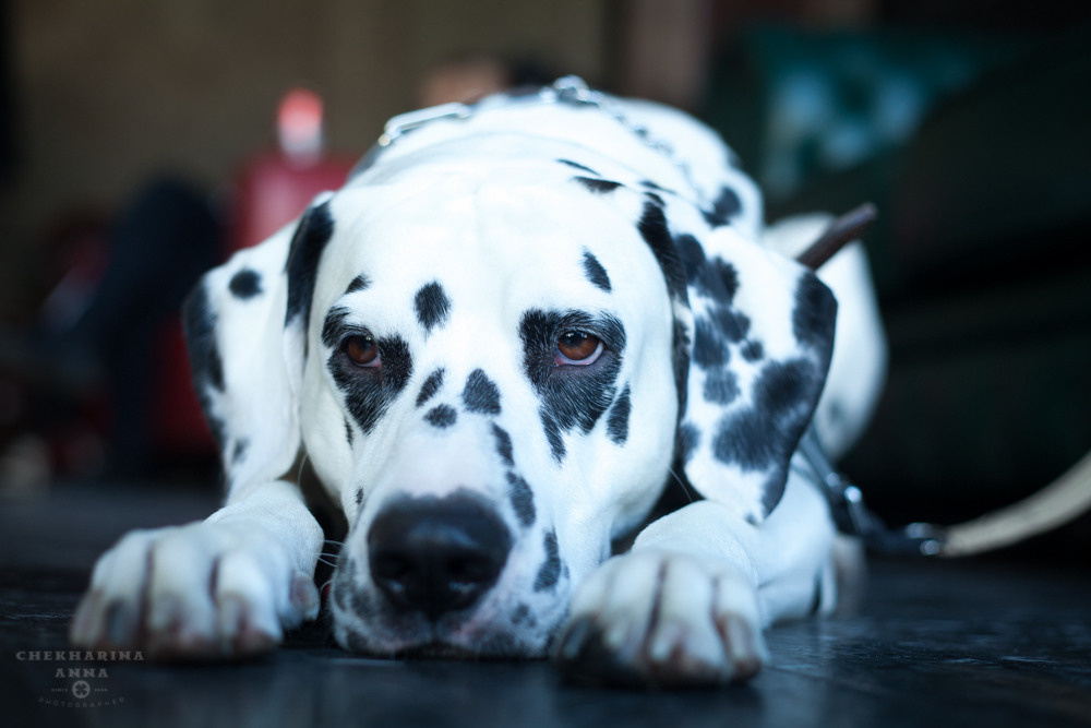 Анималистика. Профессиональный фотограф Чехарина Анна / pro photographer Chekharina
