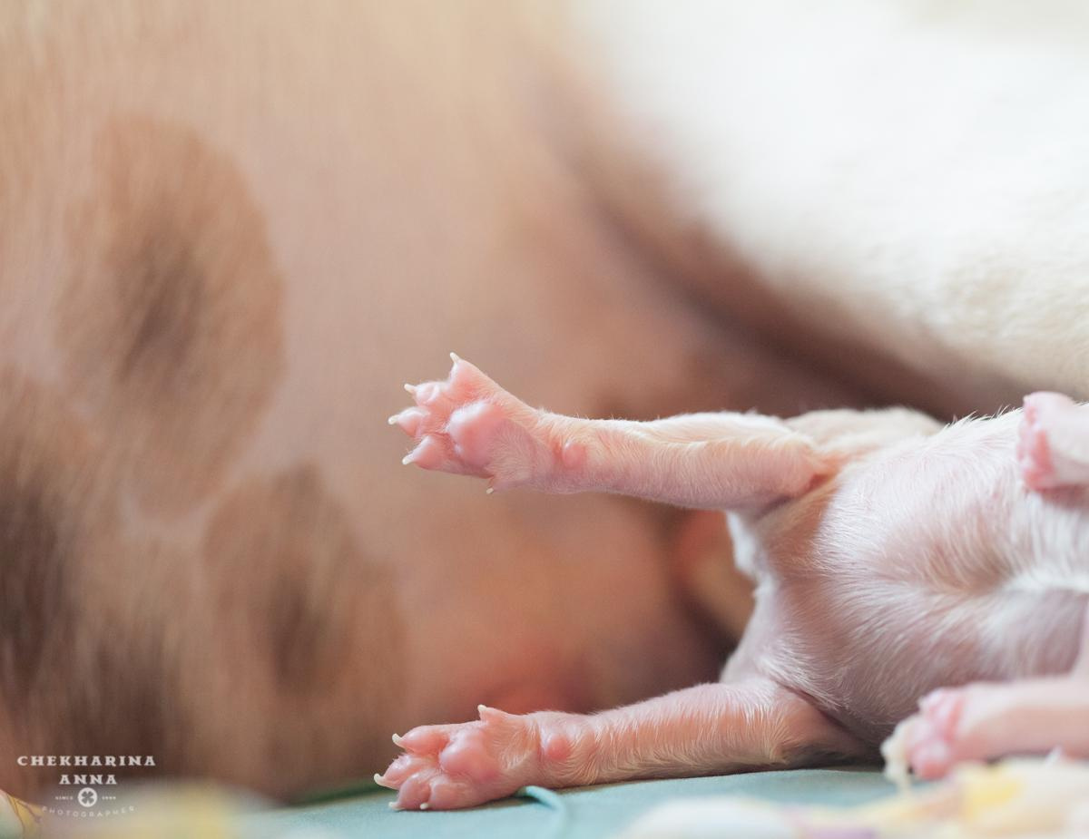 Анималистика. Профессиональный фотограф Чехарина Анна / pro photographer Chekharina