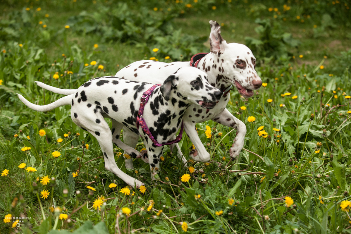 Анималистика. Профессиональный фотограф Чехарина Анна / pro photographer Chekharina