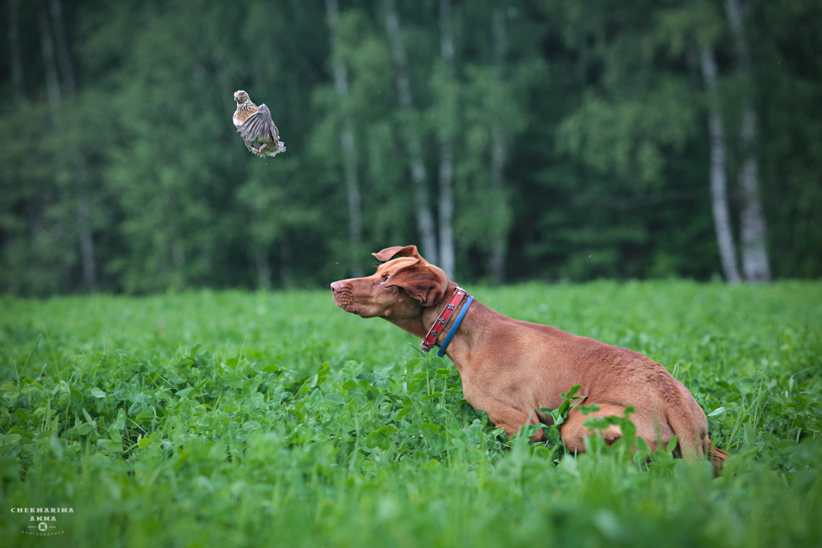 Анималистика. Профессиональный фотограф Чехарина Анна / pro photographer Chekharina