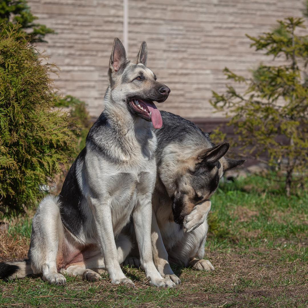 Анималистика. Профессиональный фотограф Чехарина Анна / pro photographer Chekharina
