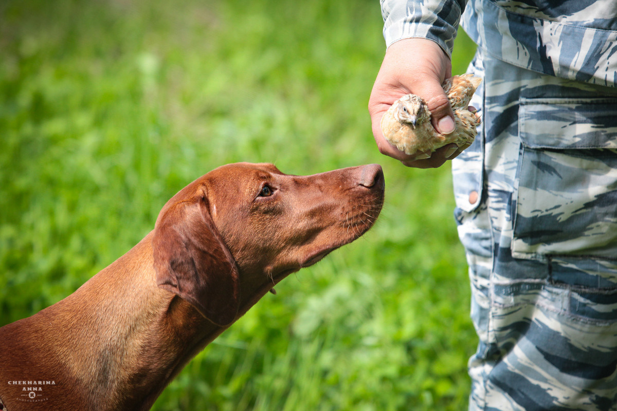 Анималистика. Профессиональный фотограф Чехарина Анна / pro photographer Chekharina
