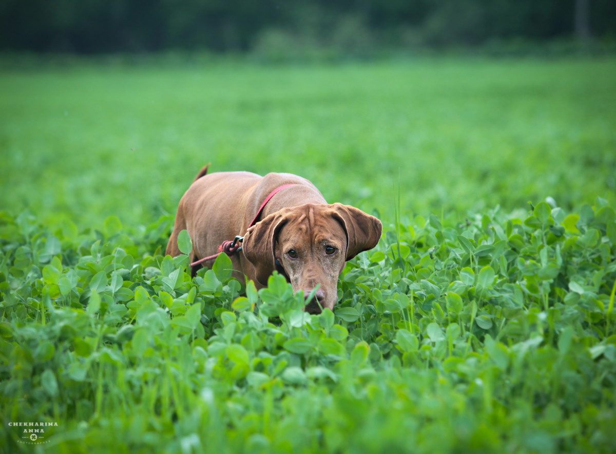 Анималистика. Профессиональный фотограф Чехарина Анна / pro photographer Chekharina