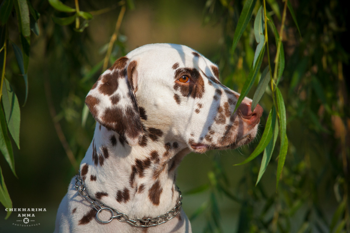 Анималистика. Профессиональный фотограф Чехарина Анна / pro photographer Chekharina