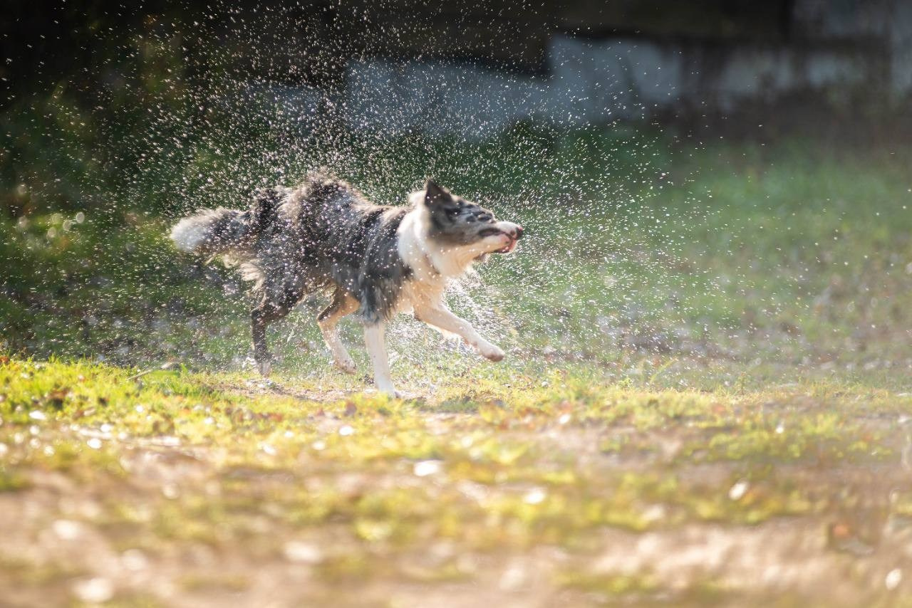 Фритсвит. Семейный фотограф Ефремова Виктория