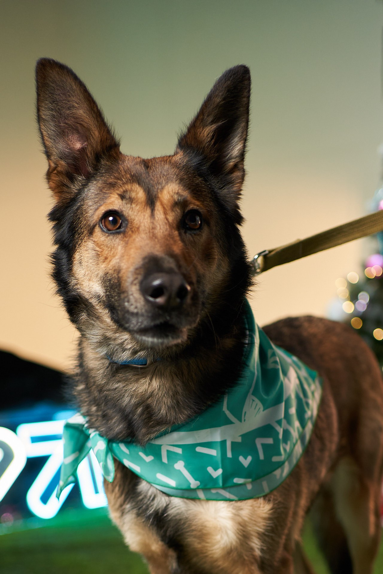 Проект «Андердоги» для коллаборации Фонда «Рэй», Sports.ru, Пари. Фотограф анималист Москва Дарья