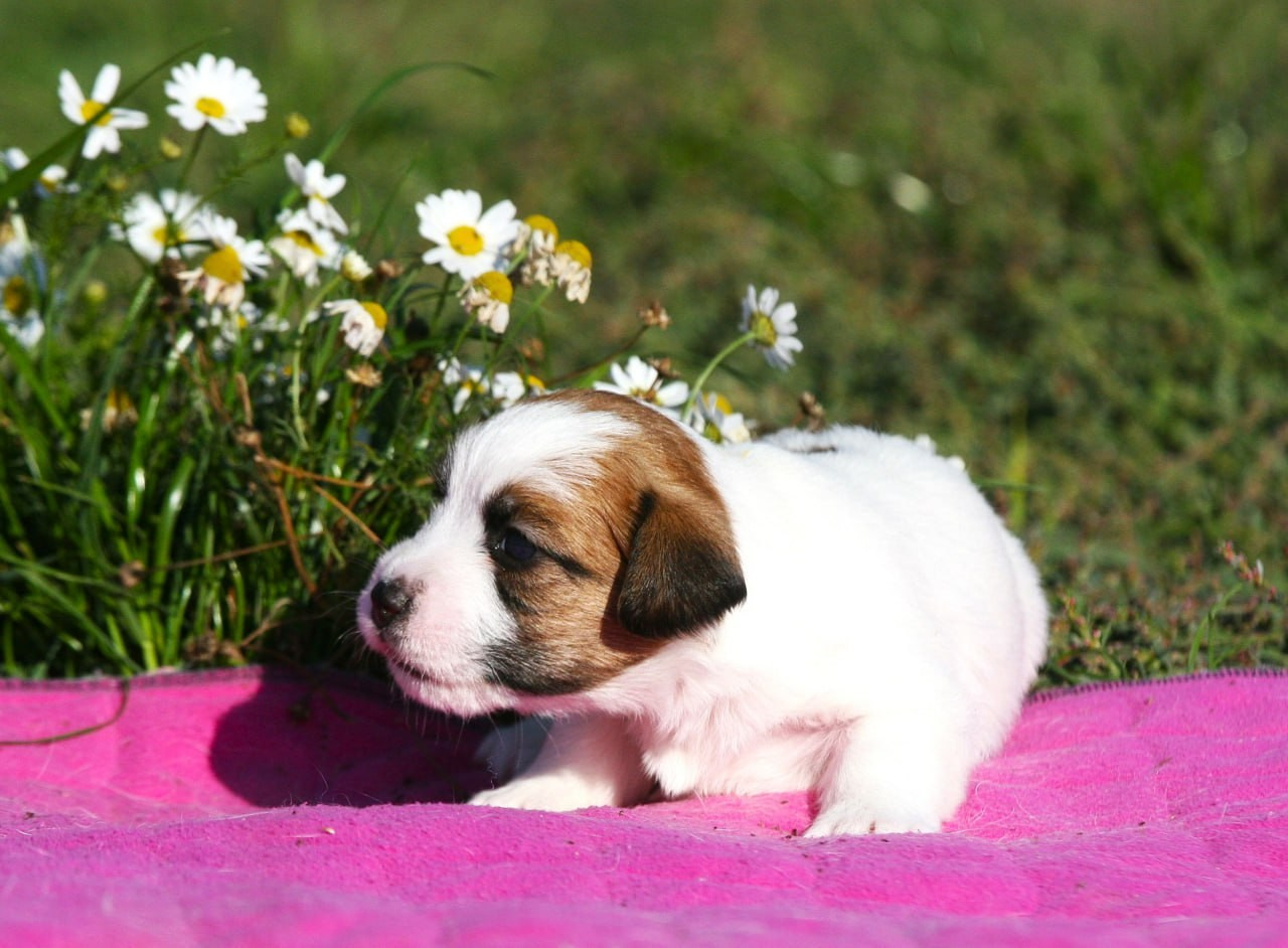 Сука 3. Lovely-Orange питомник джек рассел терьеров