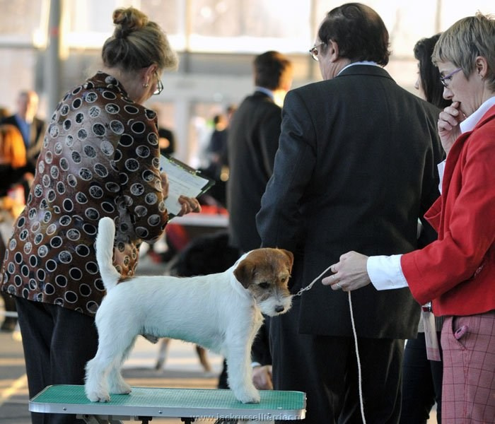 Выставка имени Сабанеева 2013. Lovely-Orange питомник джек рассел терьеров