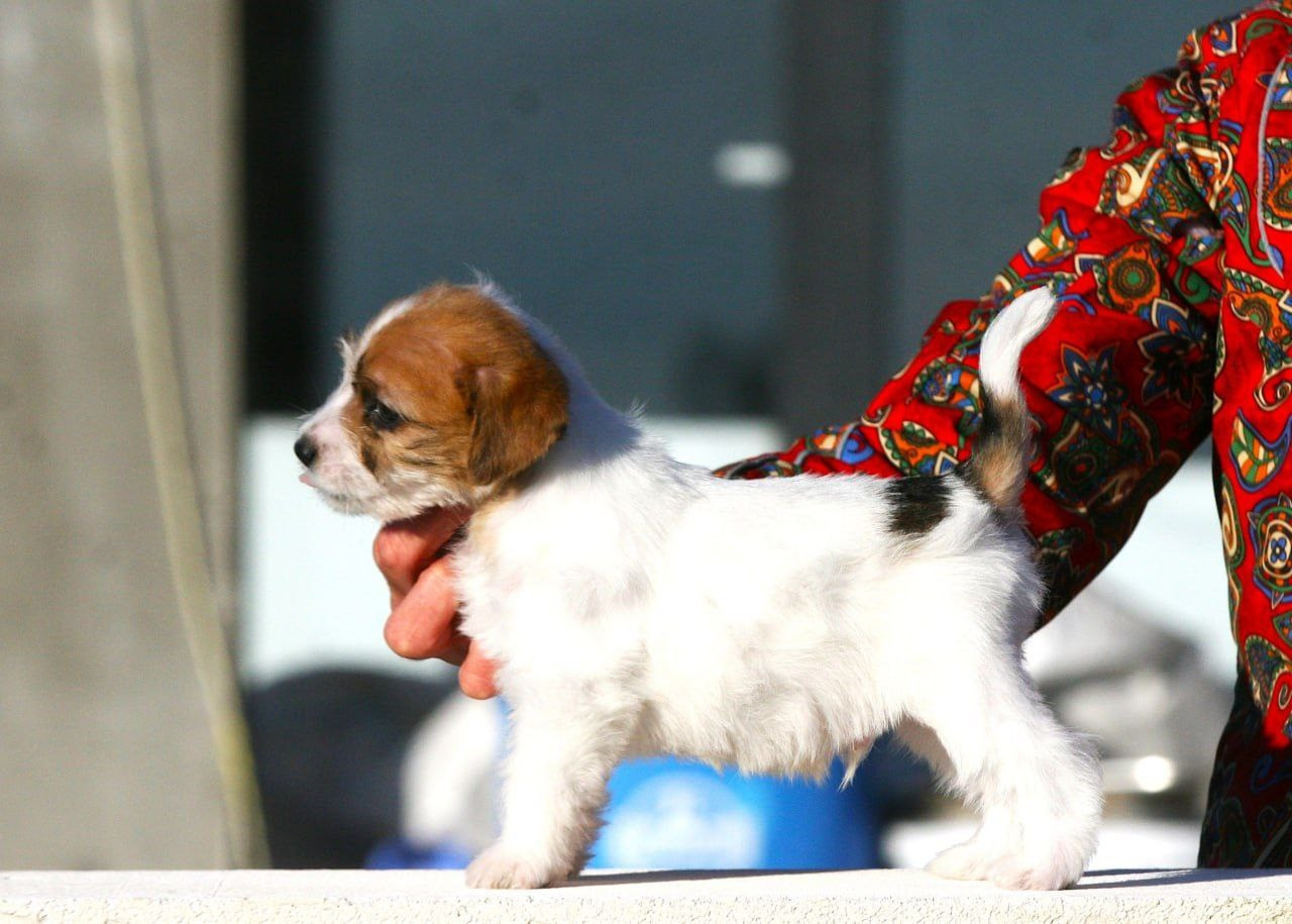 Кобель 2. Lovely-Orange питомник джек рассел терьеров