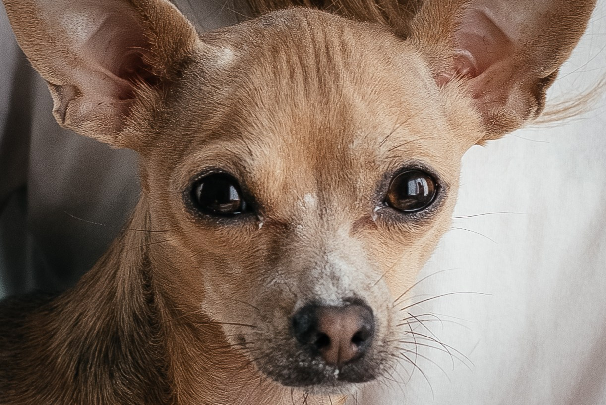 Домашние истории. Портретный и семейный фотограф в Геленджике Таня Ходова