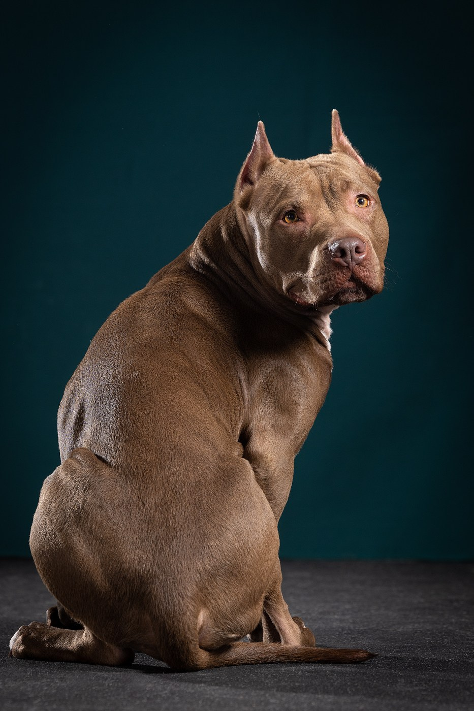 Небольшой отчёт о том, как прошли студиные фото дни. Фотограф-анималист Natalia Deingel | Фотосъемка собак в Москве