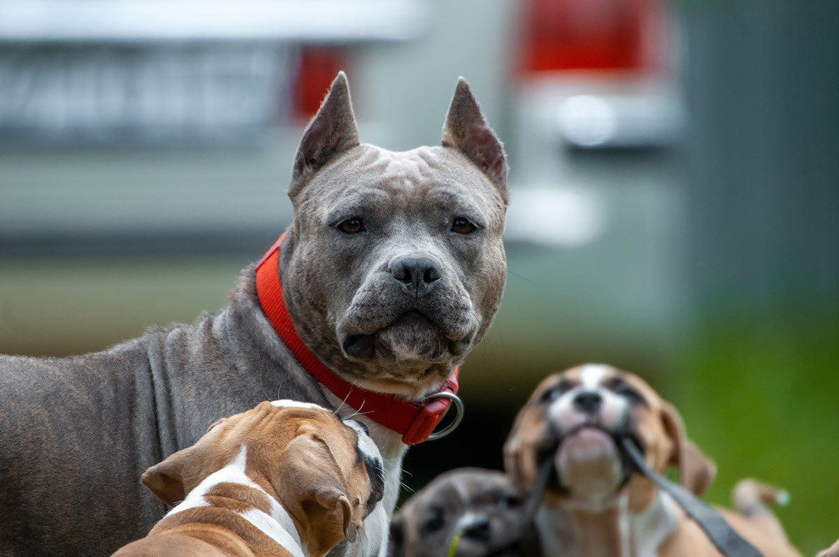 ЖЫВЁЛЫ. Вясельны і партрэтны фатограф Сяргей Клемянок