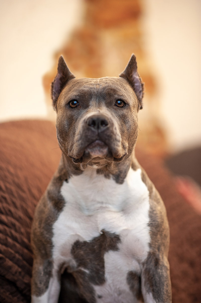 ЖЫВЁЛЫ. Вясельны і партрэтны фатограф Сяргей Клемянок