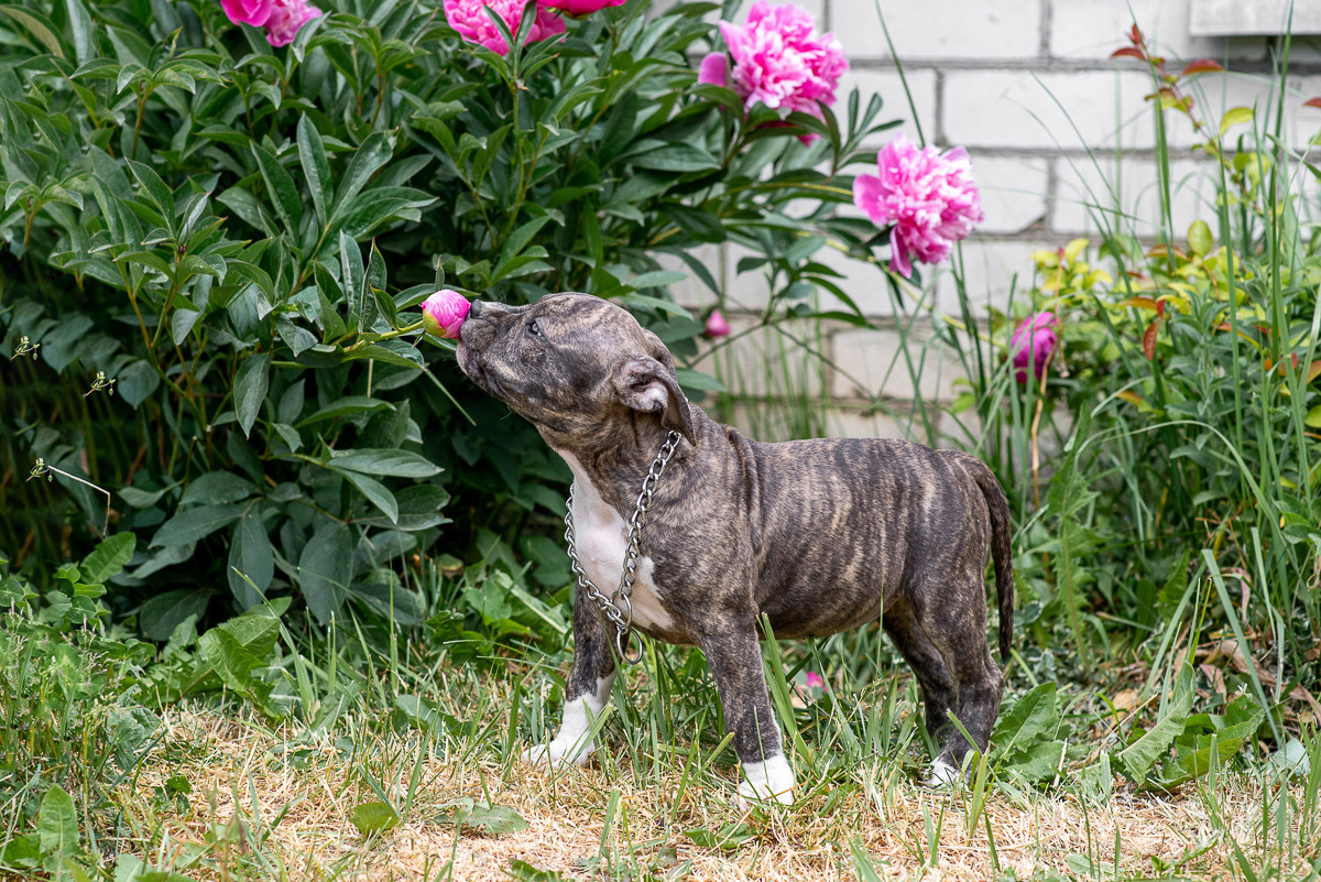 ЖЫВЁЛЫ. Вясельны і партрэтны фатограф Сяргей Клемянок