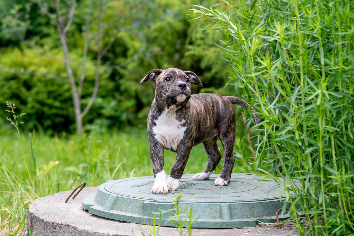 ЖЫВЁЛЫ. Вясельны і партрэтны фатограф Сяргей Клемянок
